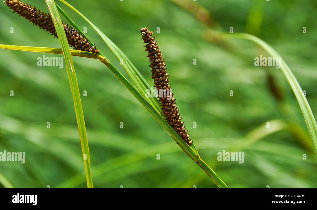 Carex acuta - trovato in crescita ai margini di fiumi e laghi nelle ecoregioni palaeartiche terrestri in letti di dep umido, alcalino o leggermente acido Foto Stock