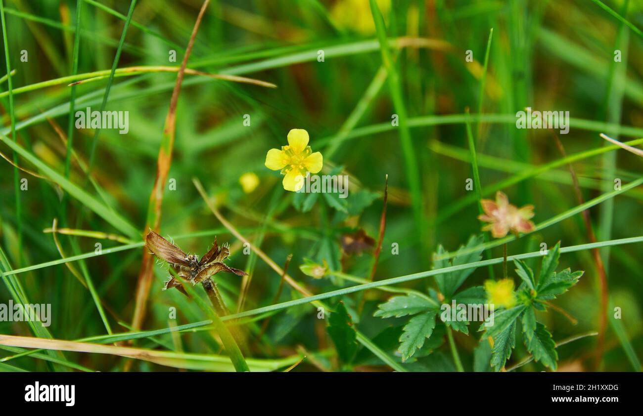 Potentilla erecta, pianta erbacea perenne appartenente alla famiglia delle rose Foto Stock