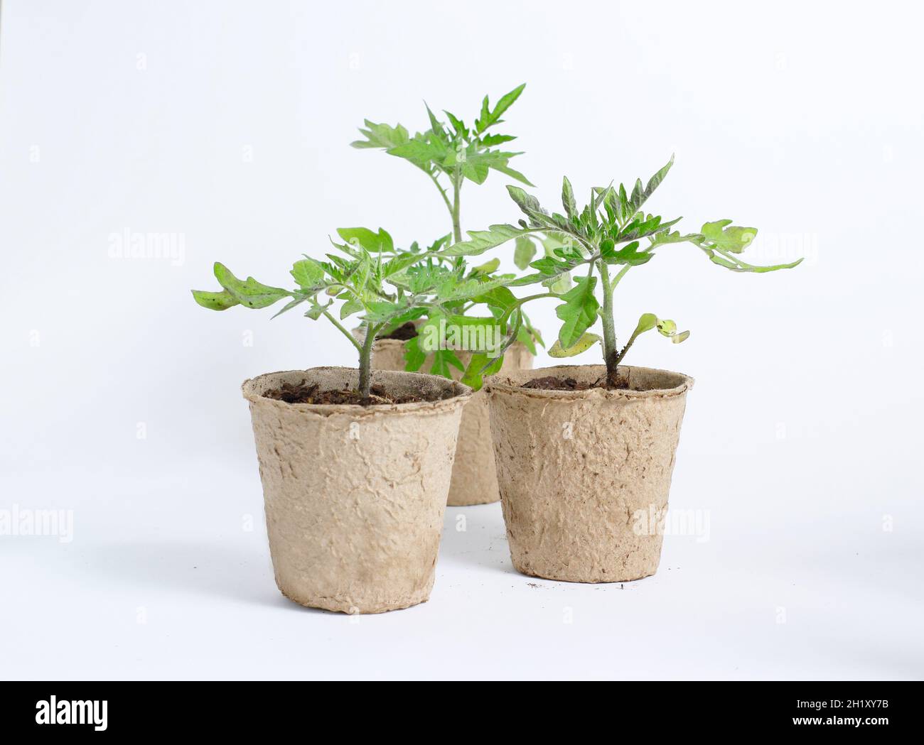 Piantine di pomodoro in pentole biodegradabili isolate su fondo bianco. REGNO UNITO Foto Stock