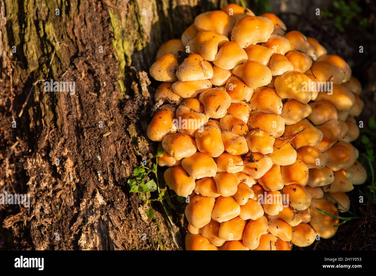 ciuffo di zolfo all'albero morto Foto Stock