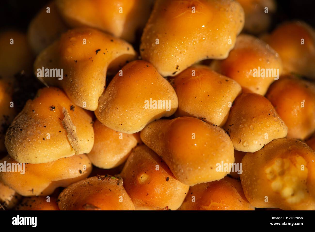 ciuffo di zolfo all'albero morto Foto Stock