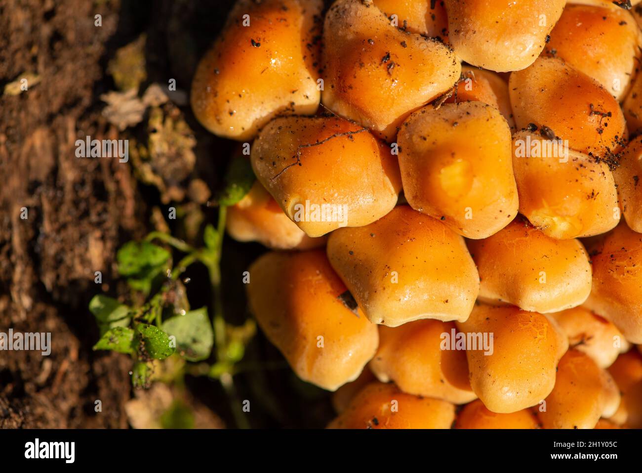 ciuffo di zolfo all'albero morto Foto Stock