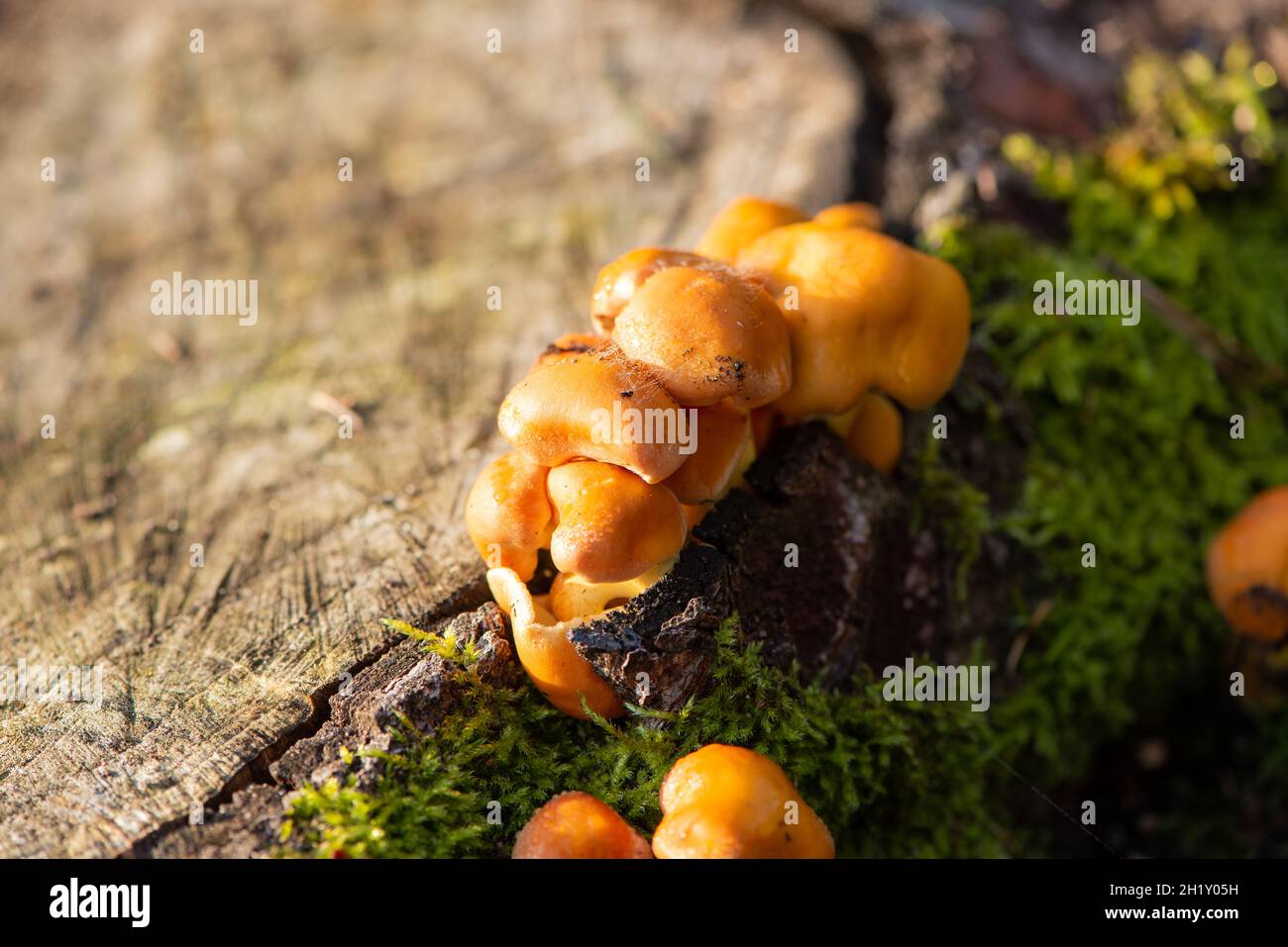 ciuffo di zolfo all'albero morto Foto Stock