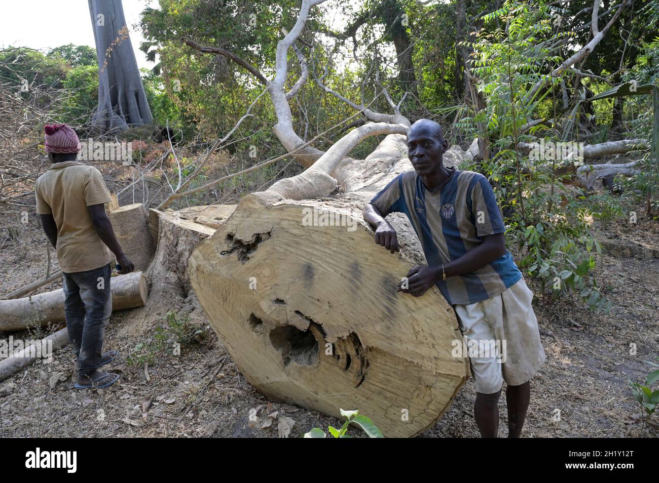 SENEGAL, Casamance, Ziguinchor, deforestazione, disboscamento di alberi nel villaggio della tribù di Diola / Abholzung, Handel mit illegalem Holz, gefällter Baum Foto Stock