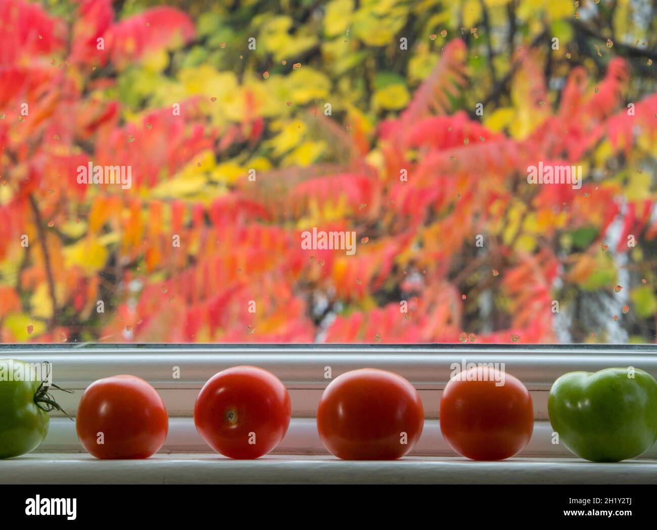 Maturare 6 pomodori in davanzale con sfondo rosso-giallo gratuito (alberi). Foto Stock