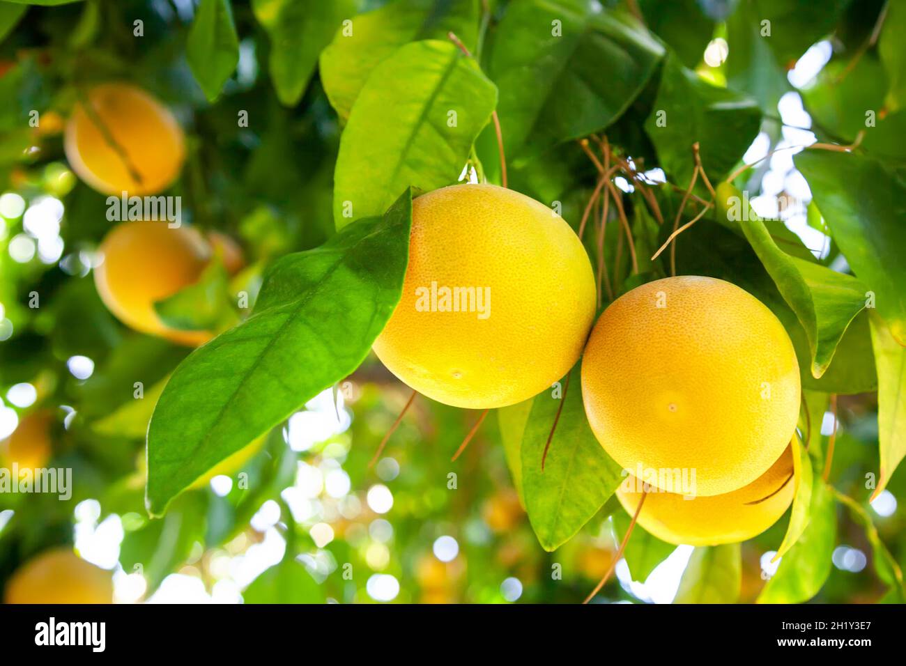 Pompelmo giallo maturo su un ramo d'albero nel frutteto. Foto Stock