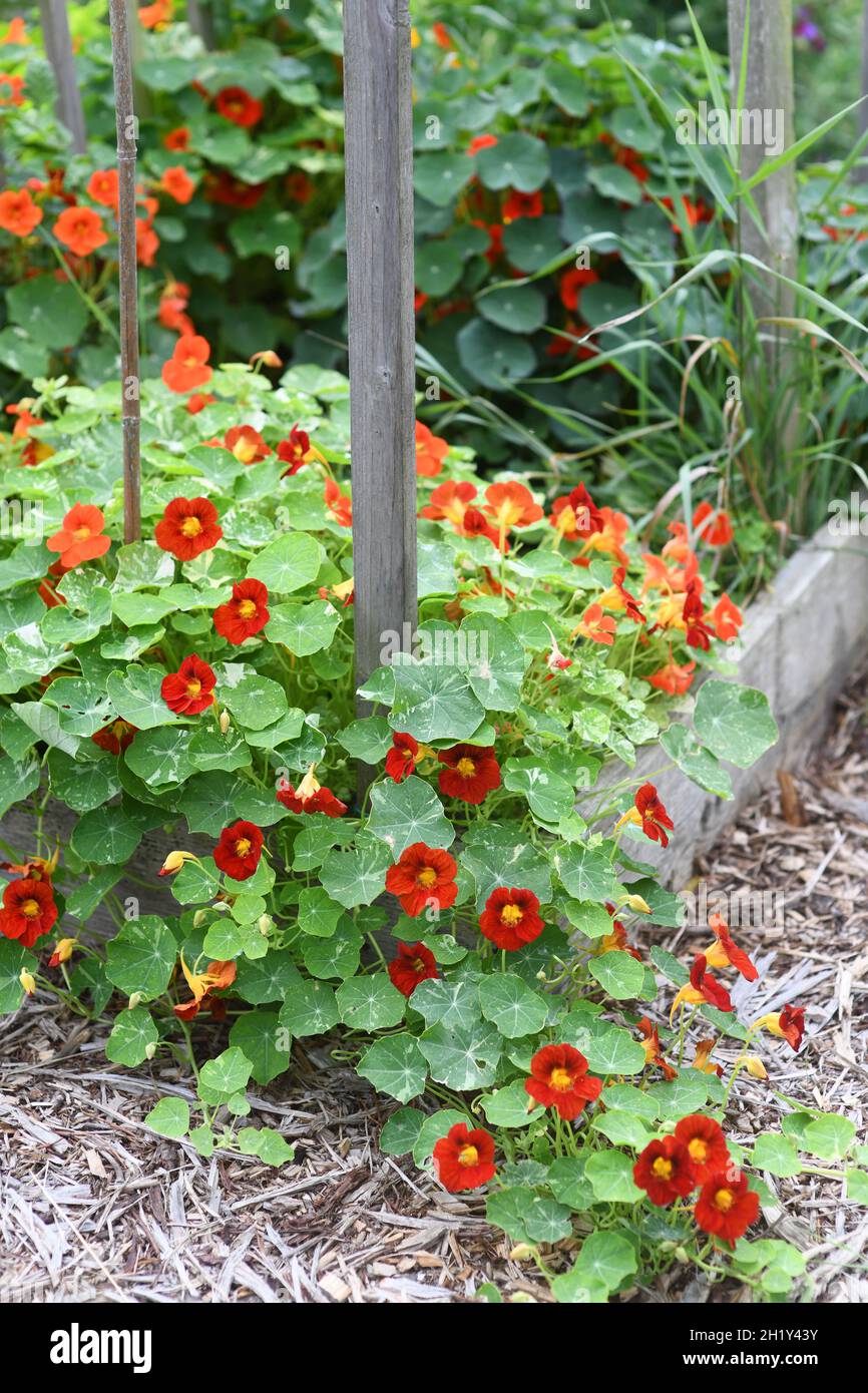Basturtiums in un letto rialzato Foto Stock