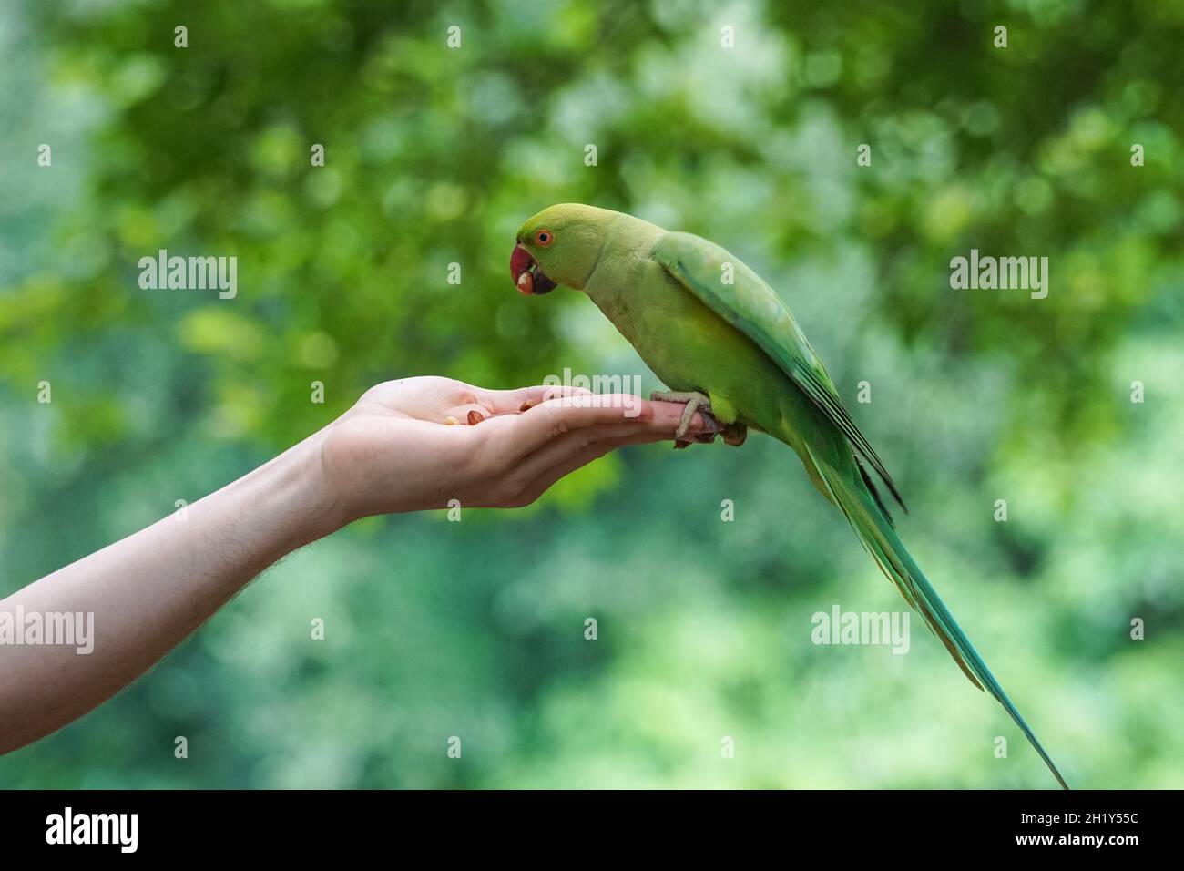 Donna che alimenta a mano il parakeet rosato a St James's Park, Londra Inghilterra Regno Unito Foto Stock