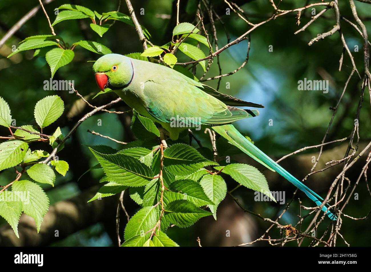 Parakeet rosato che si aggirano su un albero Foto Stock