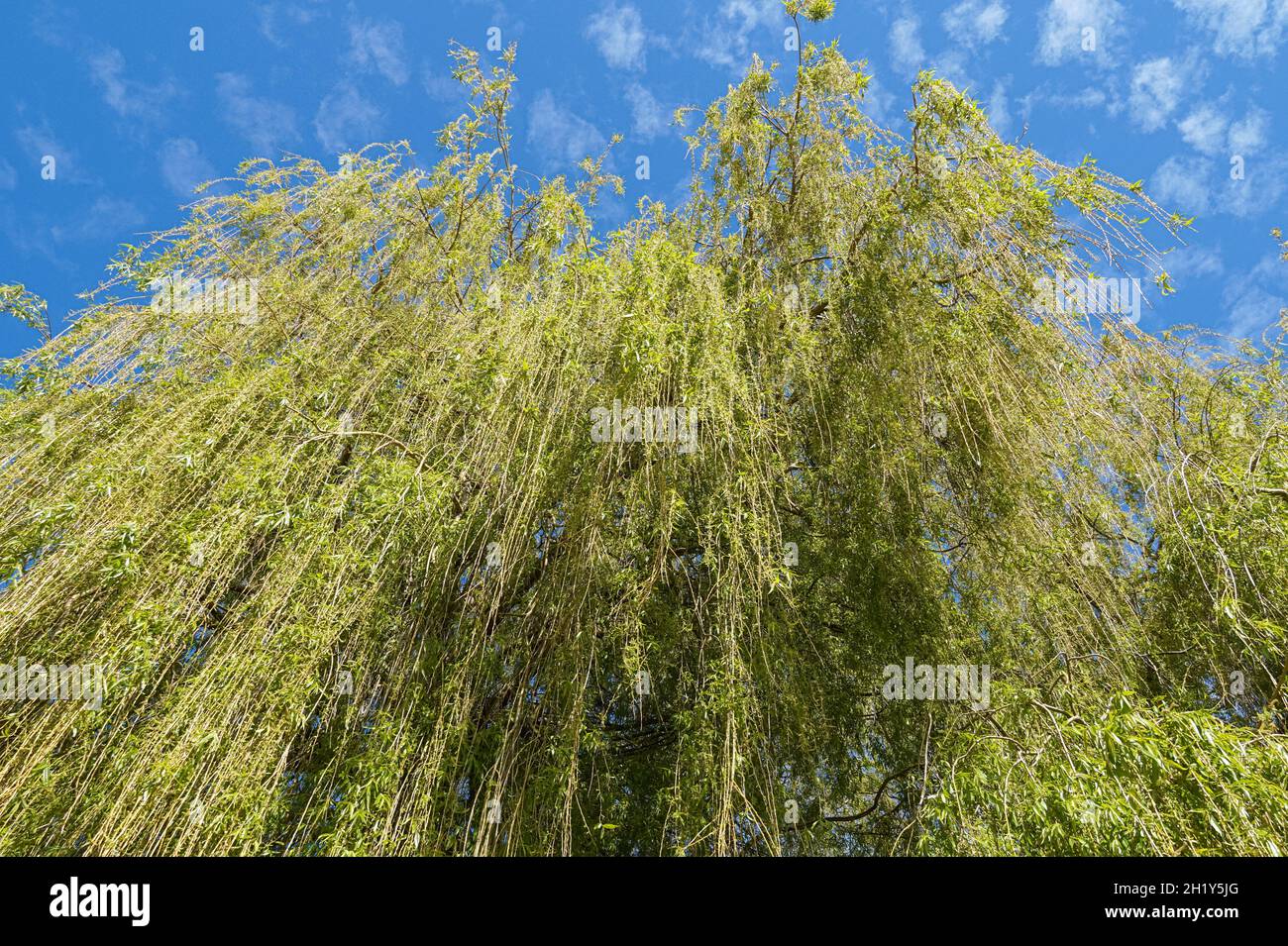 Piangendo l'albero di salice in primavera Foto Stock