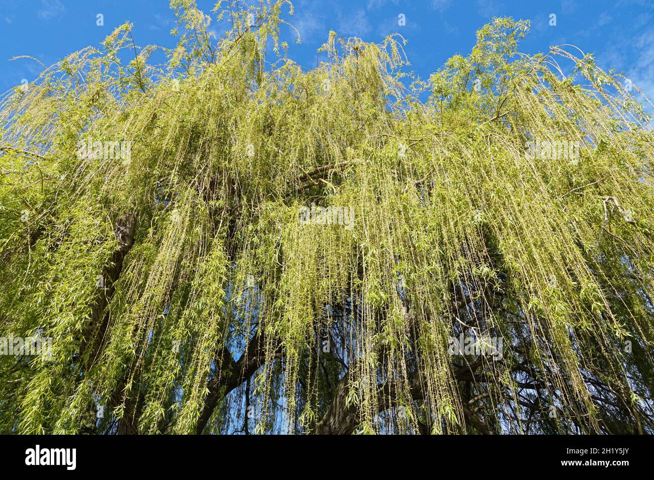 Piangendo l'albero di salice in primavera Foto Stock