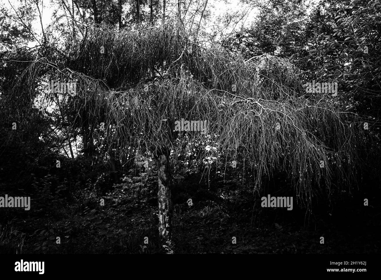 Albero triste Foto Stock