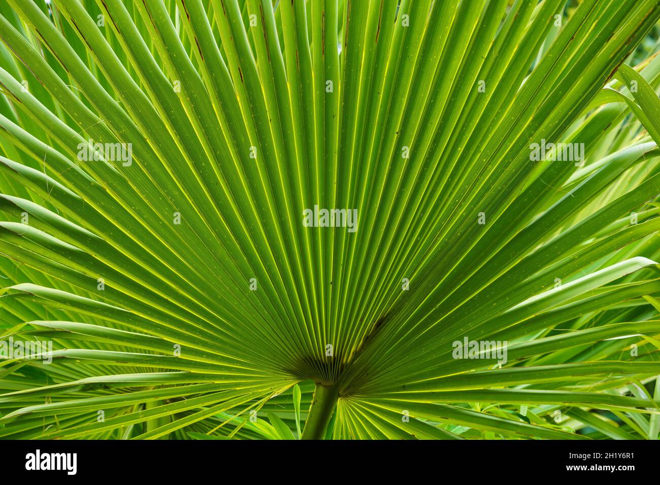 primo piano della texture verde della foglia di palma Foto Stock