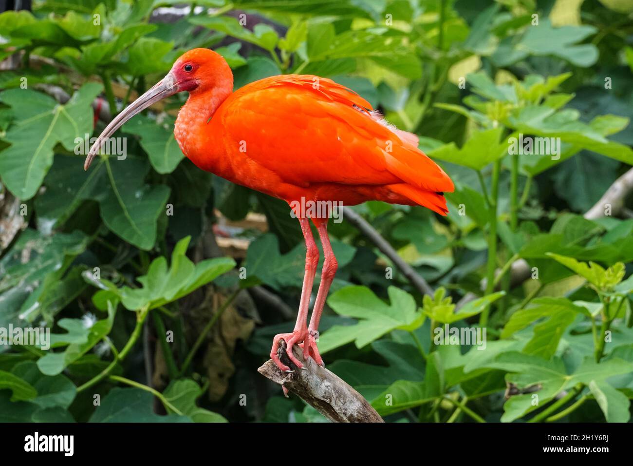Scarlatto ibis su un albero, Eudocimus ruber Foto Stock