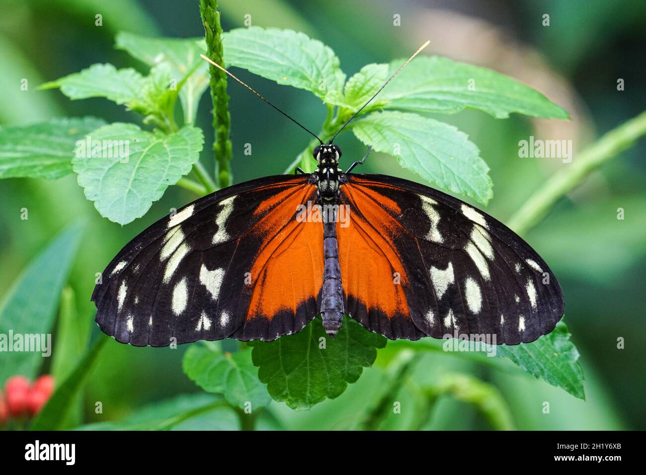 Primo piano della farfalla a palangari della tigre, Helionius hecale Foto Stock
