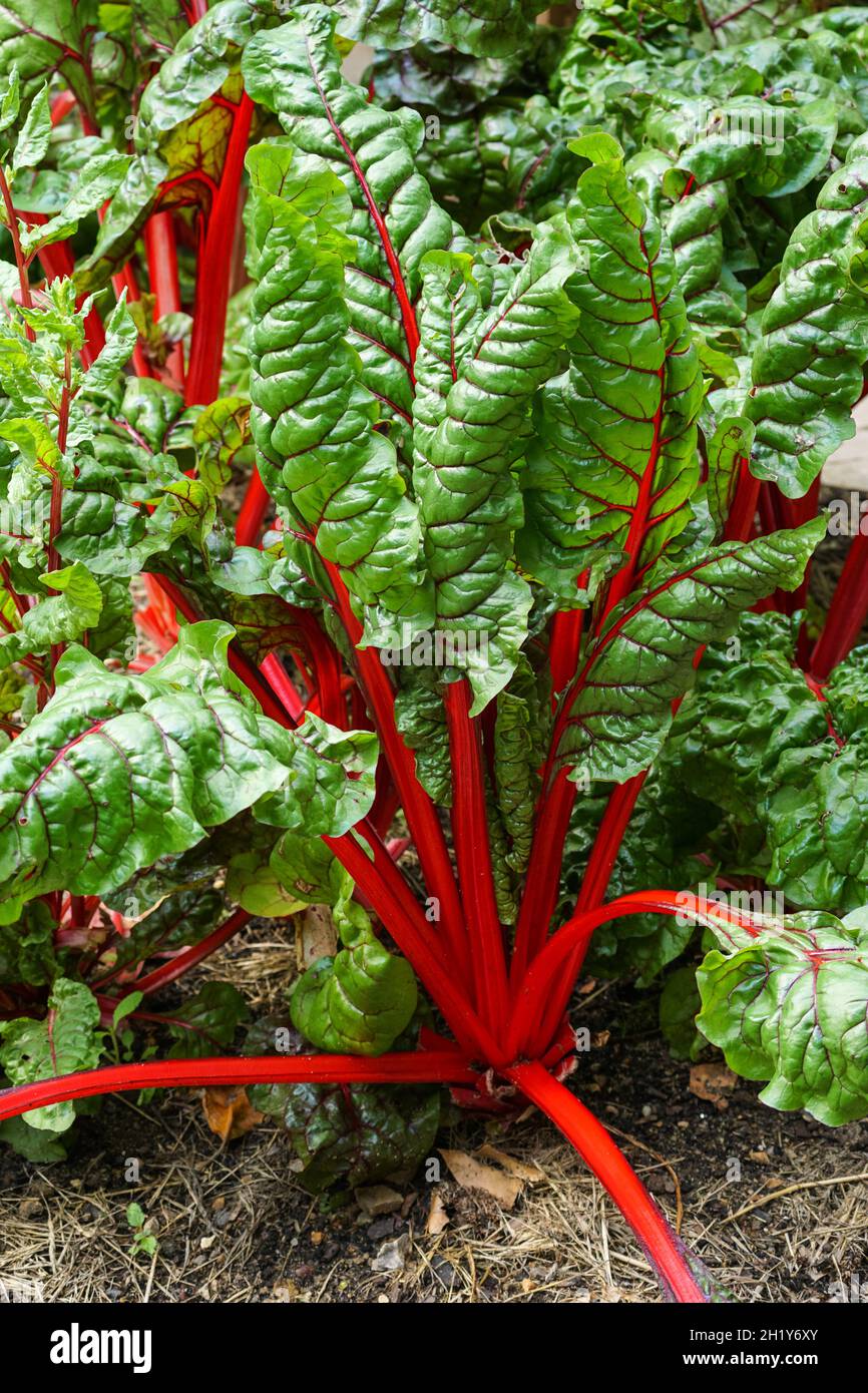 Barbabietola o bietola svizzera, Beta vulgaris, verdure a foglia verde su terreno vegetale Foto Stock