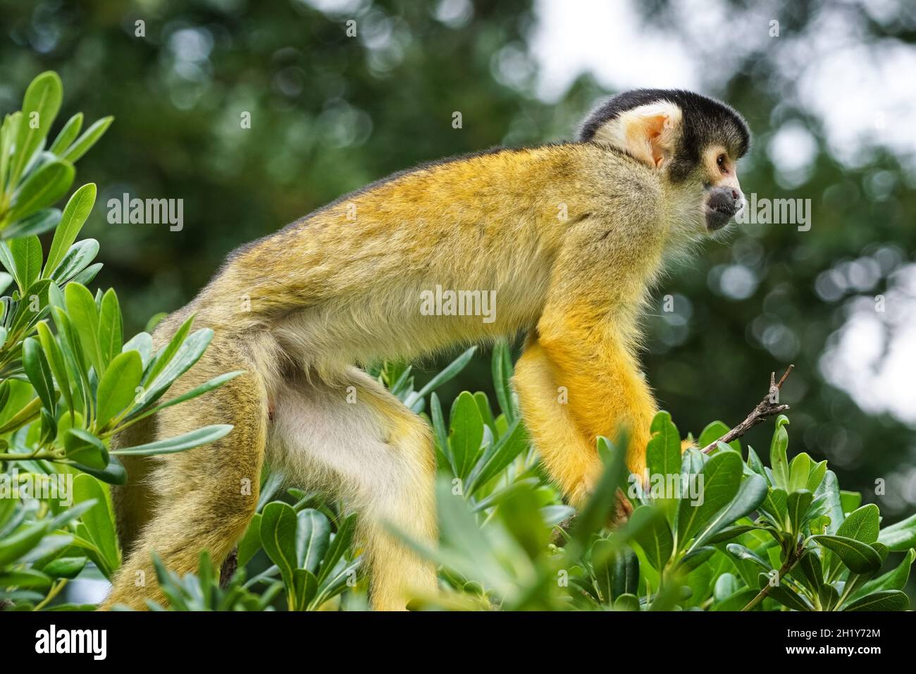 Scimmia scoiattolo nera su un albero Foto Stock