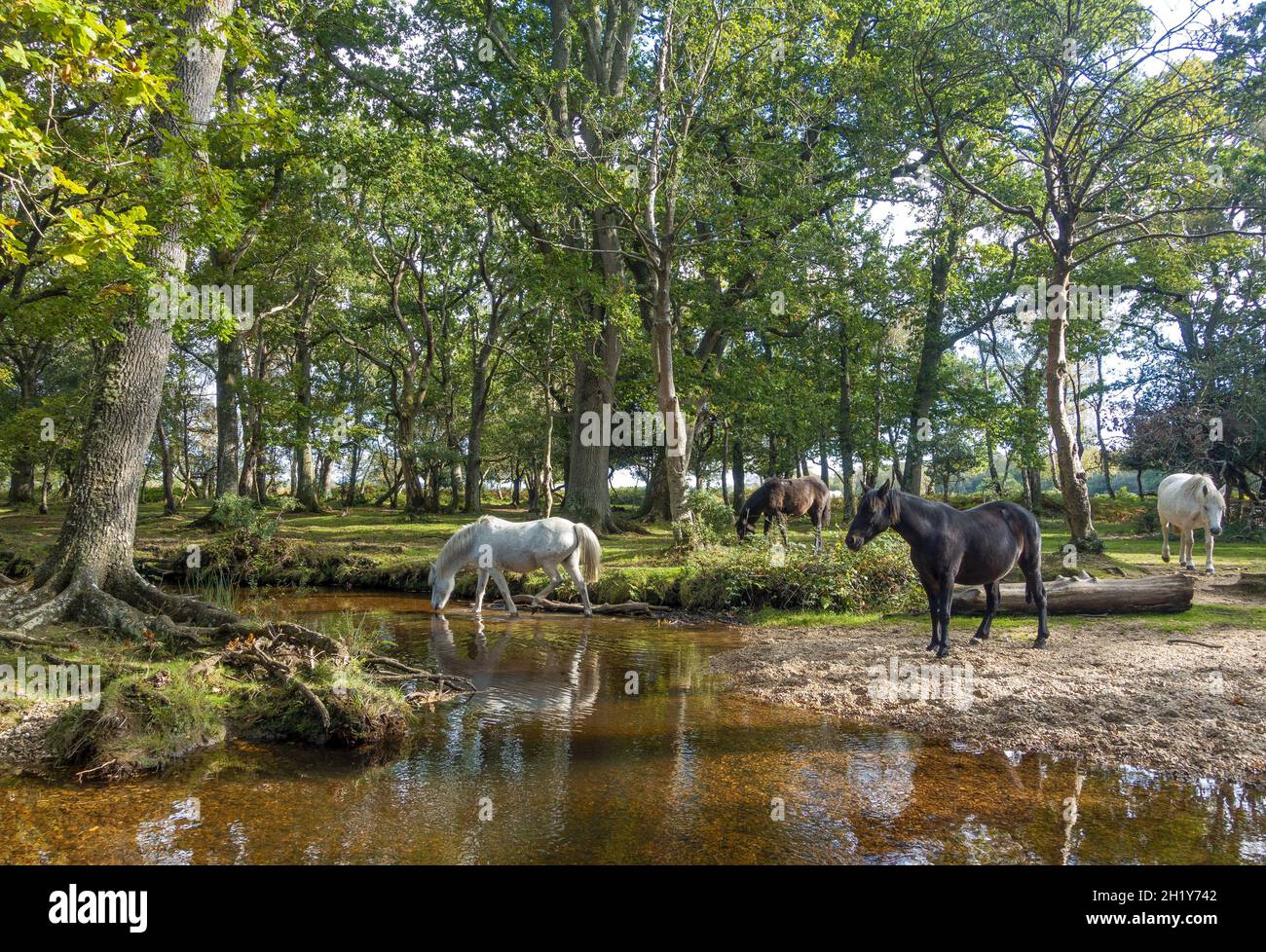 Cavalli selvatici che vagano nella New Forest in Hampshire, Inghilterra, Regno Unito Foto Stock