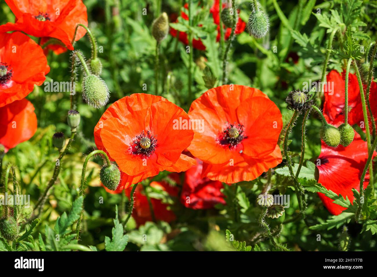 Papaveri rossi selvatici nel prato Foto Stock