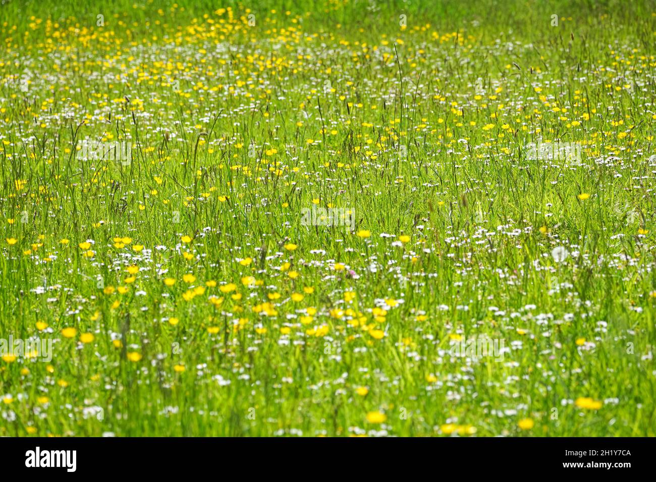 Fiori selvatici in fiore sul prato verde Foto Stock