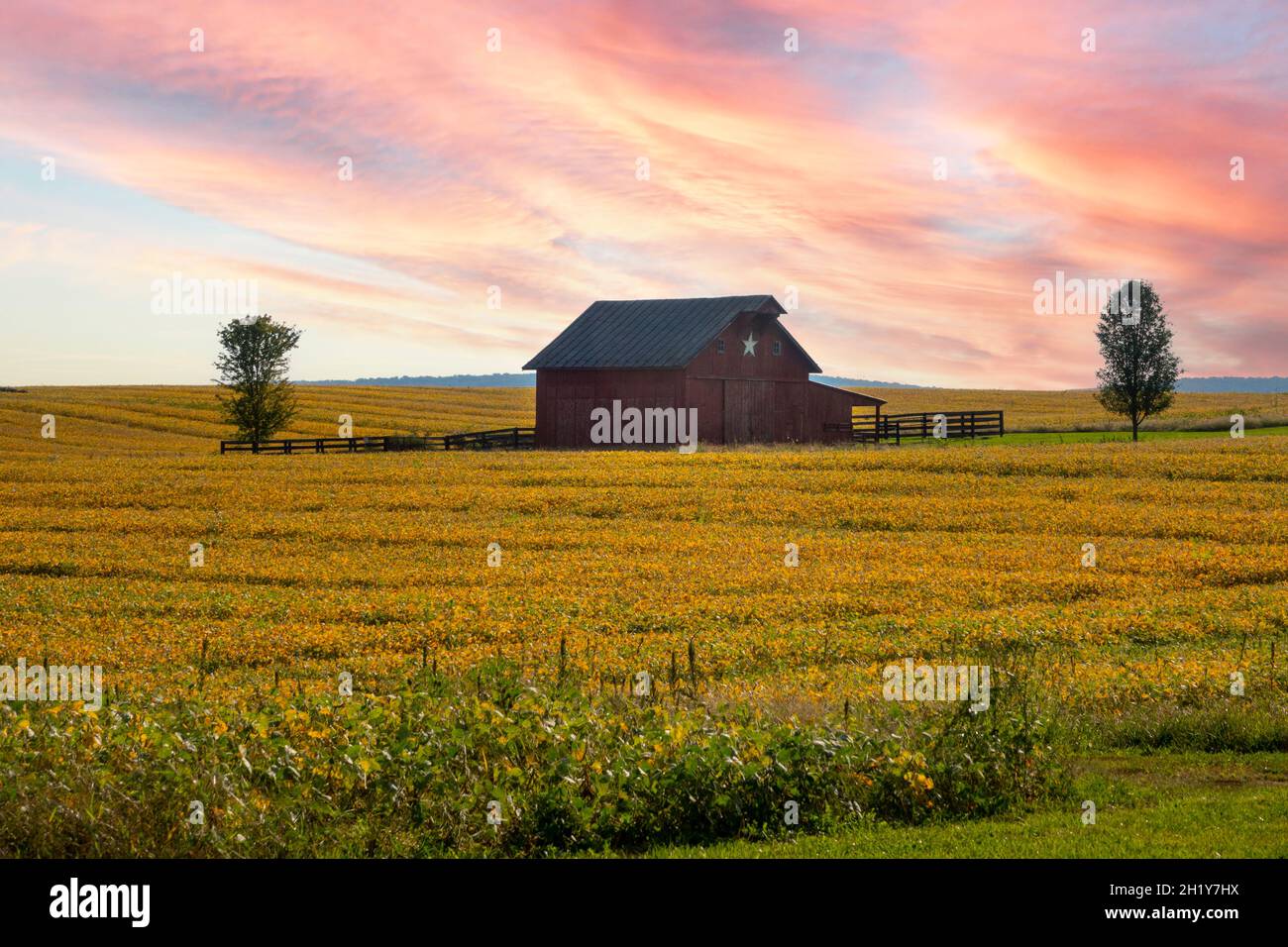 USA West Virginia WV fattoria rurale e fienile a Charles Town con un raccolto di soia in autunno Foto Stock