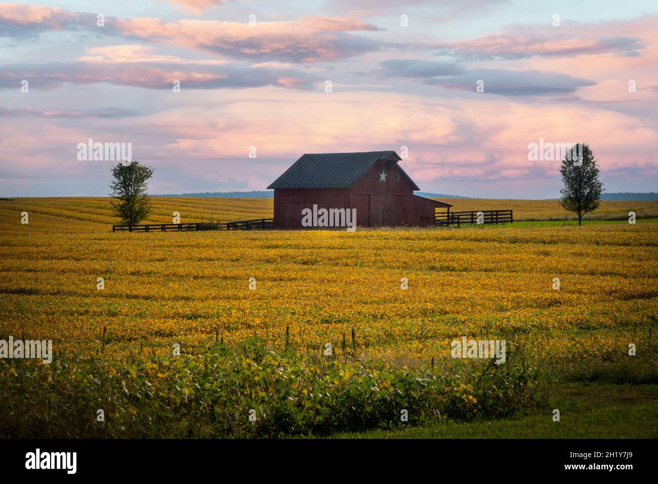 USA West Virginia WV fattoria rurale e fienile a Charles Town con un raccolto di soia in autunno Foto Stock