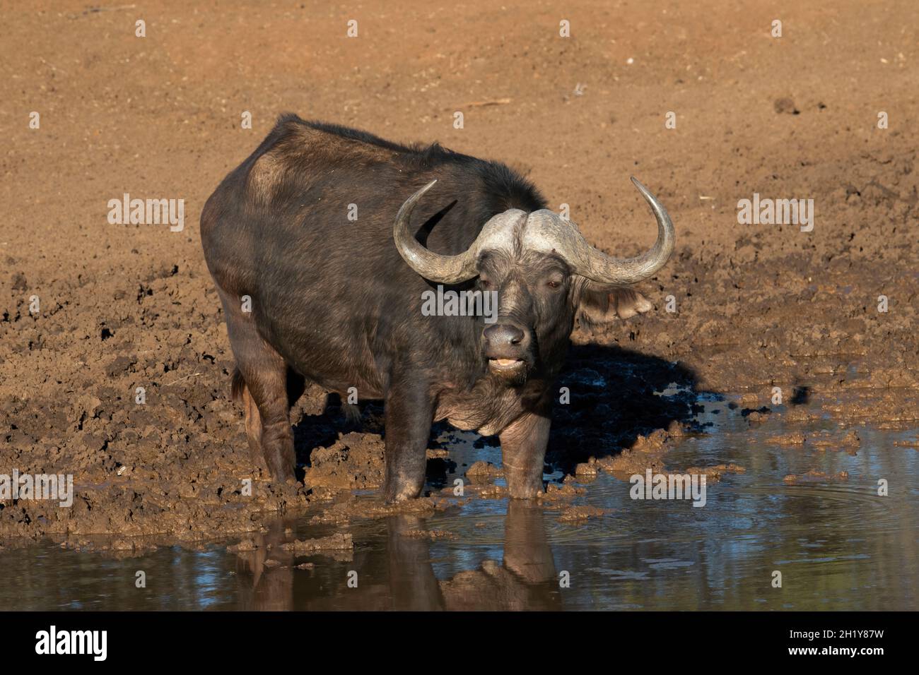 toro di bufala di savana imperioso a buca d'acqua Foto Stock