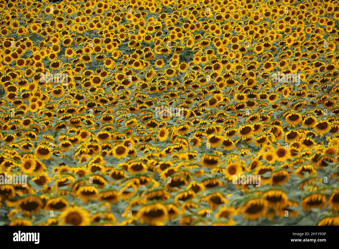 FRANCIA. AUDE (11) MONTOLIEU. GIRASOLI, CAMPO Foto Stock