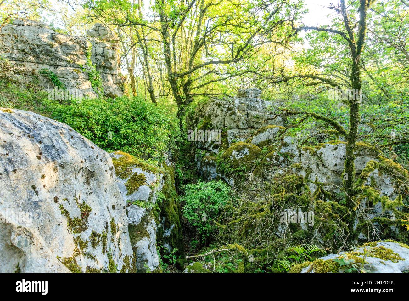 Francia, Ardèche, Parc Naturel Regional des Monts d'Ardeche (Parco Naturale Regionale dei Monts d'Ardeche), Les Vans, Bois de Paiolive, rocce ruiniformi // fra Foto Stock