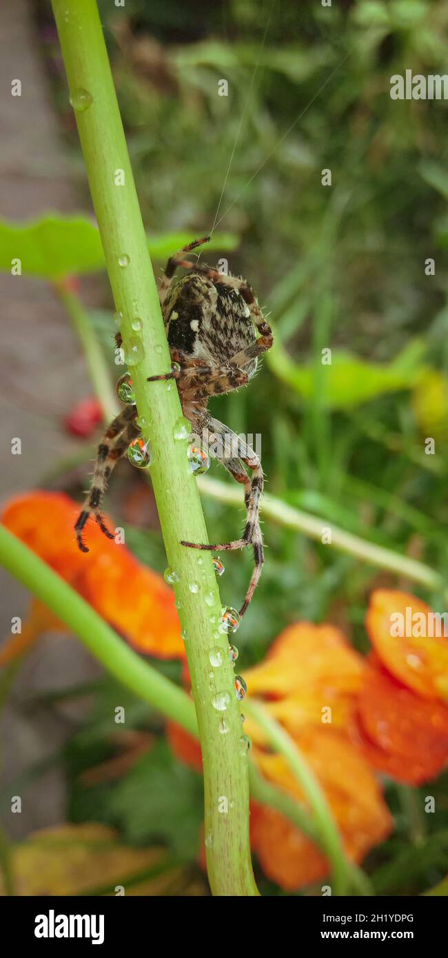 Grande ragno europeo da giardino siede sul gambo, primo piano macro, Araneus diadematus Foto Stock