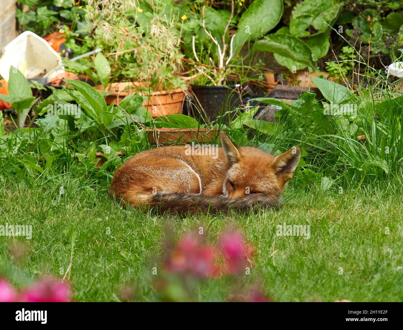 Una volpe visita un giardino residenziale nella periferia di Londra, curling fino a dormire in un posto ombreggiato sul prato, protetto dal sole tra il verde. Foto Stock