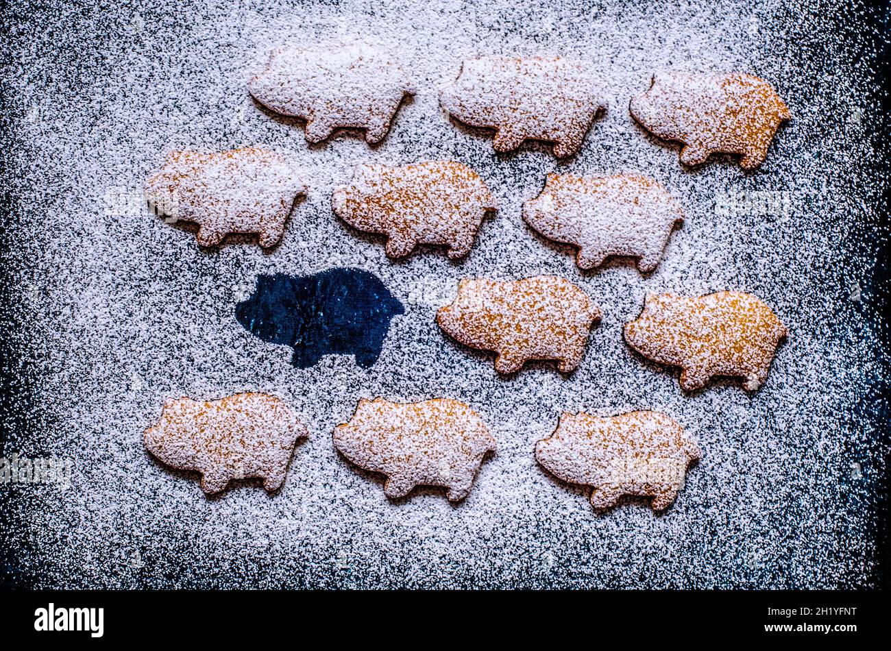 Pan di zenzero sotto forma di suini disposti su una superficie blu, cosparsi di zucchero in polvere (2019 anno del suino) Foto Stock