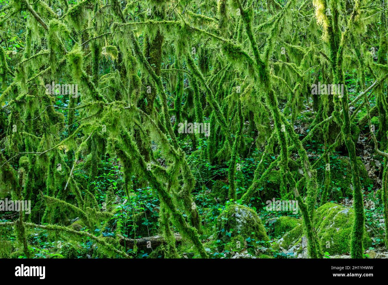 Francia, Ardèche, Parc Naturel Regional des Monts d'Ardeche (Parco Naturale Regionale dei Monts d'Ardeche), Berrias et Casteljau, Bois de Paiolive, sottobosco Foto Stock