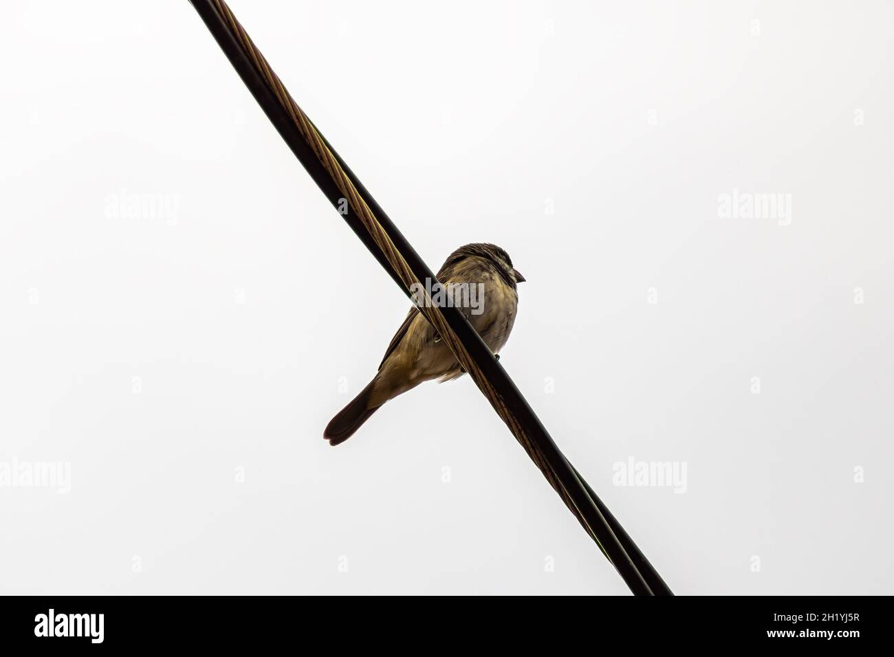 Uccello Foto Stock