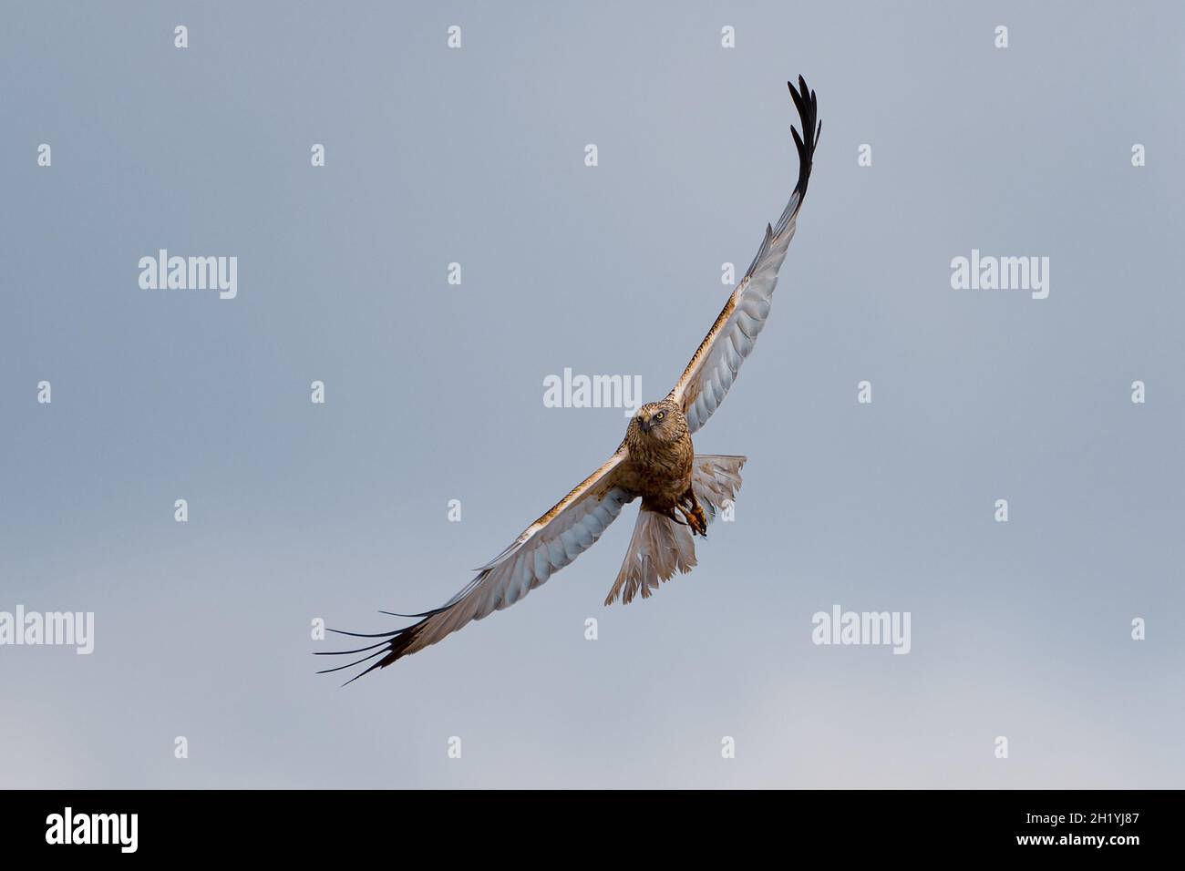 Western Marsh Harrier alla ricerca di una preda nel cielo Foto Stock