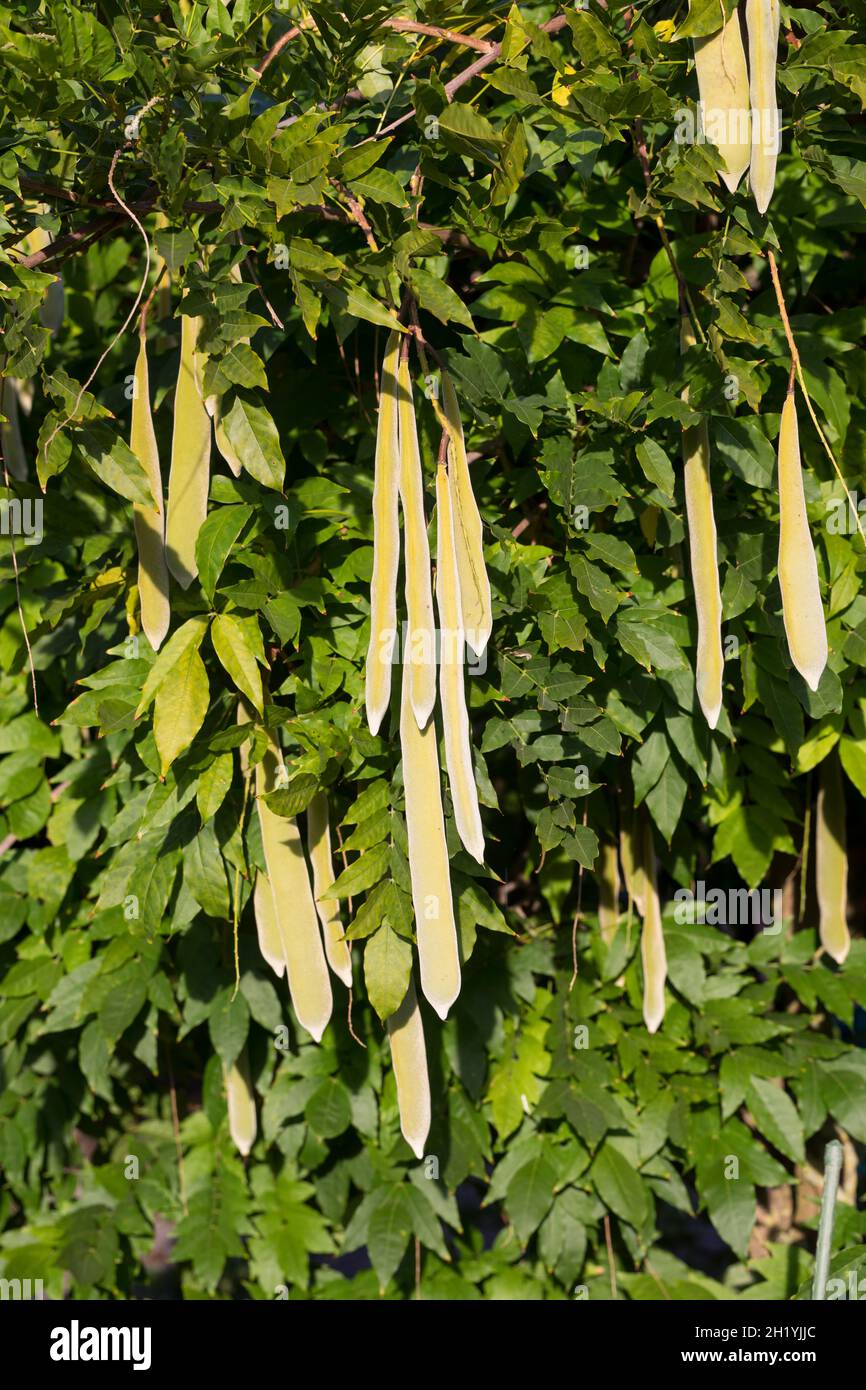 Blauregen, Frucht, Früchte, Schoten, Cinesischer Blauregen, Cinesische Wisteria, Wisterie, Glyzine, Glyzinie, Glycine, Glycinie, Wisteria sinensis, Foto Stock