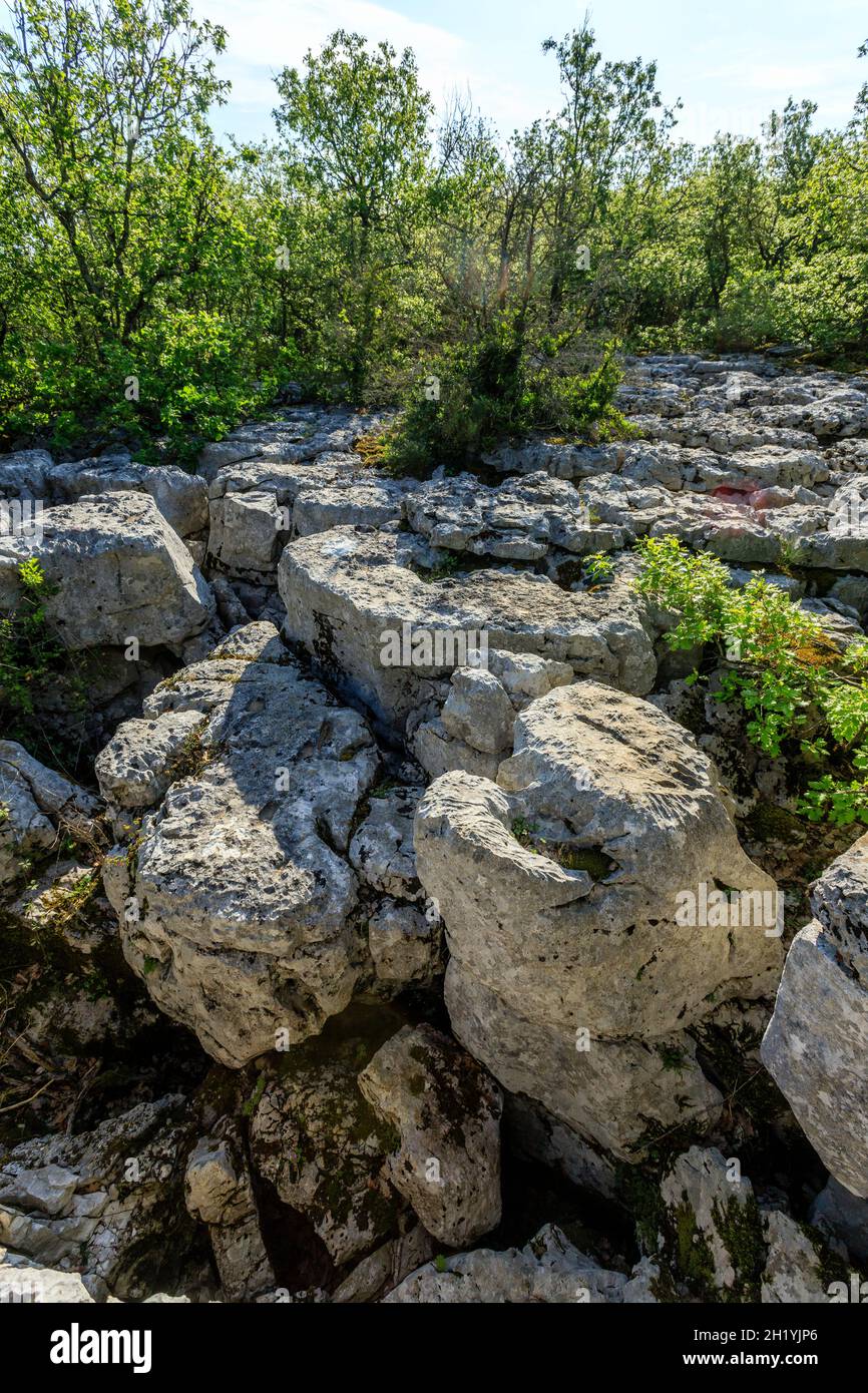 Francia, Ardèche, Parc Naturel Regional des Monts d'Ardeche (Parco Naturale Regionale dei Monts d'Ardeche), Berrias et Casteljau, Bois de Paiolive, calcare Foto Stock