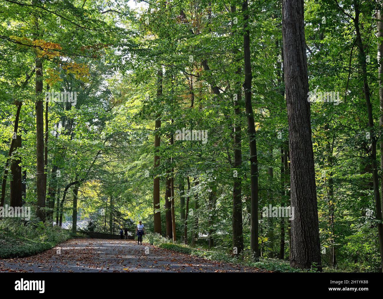 strada lastricata attraverso boschi, persone a piedi, natura, esercizio, visita, Winterthur Museum & Garden, Winterthur, DE, autunno Foto Stock