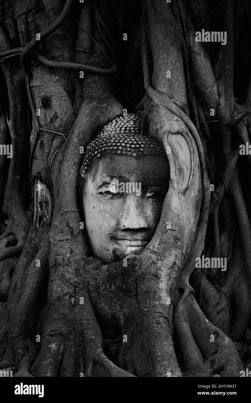 Capo del Buddha nelle radici dell'albero in Ayutthaya, Tailandia Foto Stock
