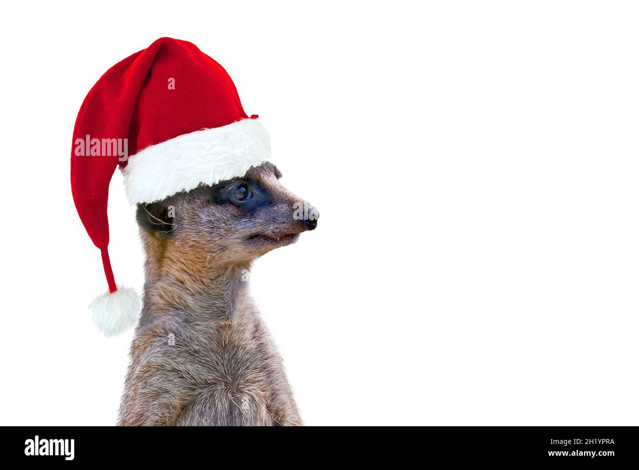 Suricate indossando un cappello Babbo Natale isolato su sfondo bianco, divertente biglietto di auguri natalizio con spazio copia Foto Stock
