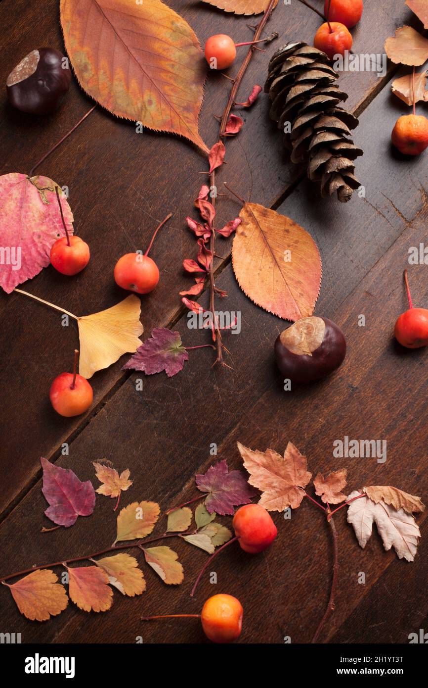 Una disposizione autunnale di coni di pino, foglie e bacche Foto Stock
