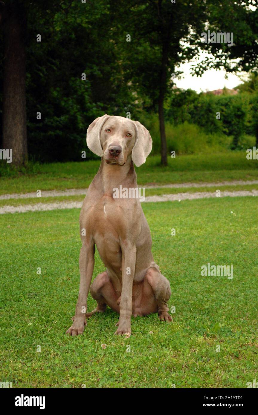 Bellissimo scatto di un cane Weimaraner all'aperto durante il giorno Foto Stock