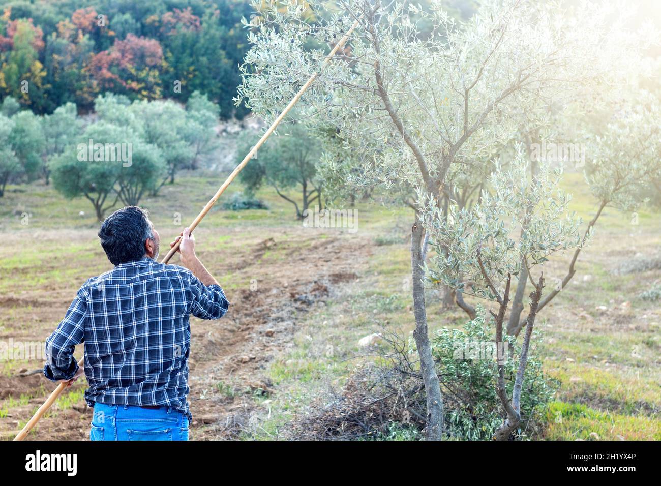 Uomo che raccoglie olive mature con metodi tradizionali . Concetto di raccolta delle olive. Foto Stock