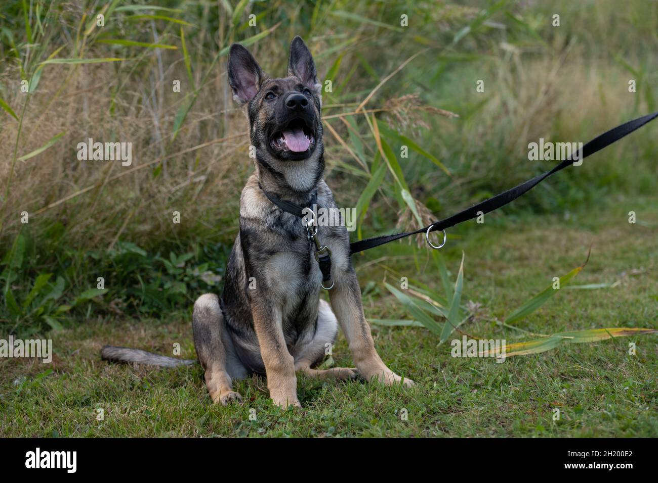 Un divertente cucciolo di pastore tedesco di quattro mesi. Erba verde sullo sfondo Foto Stock