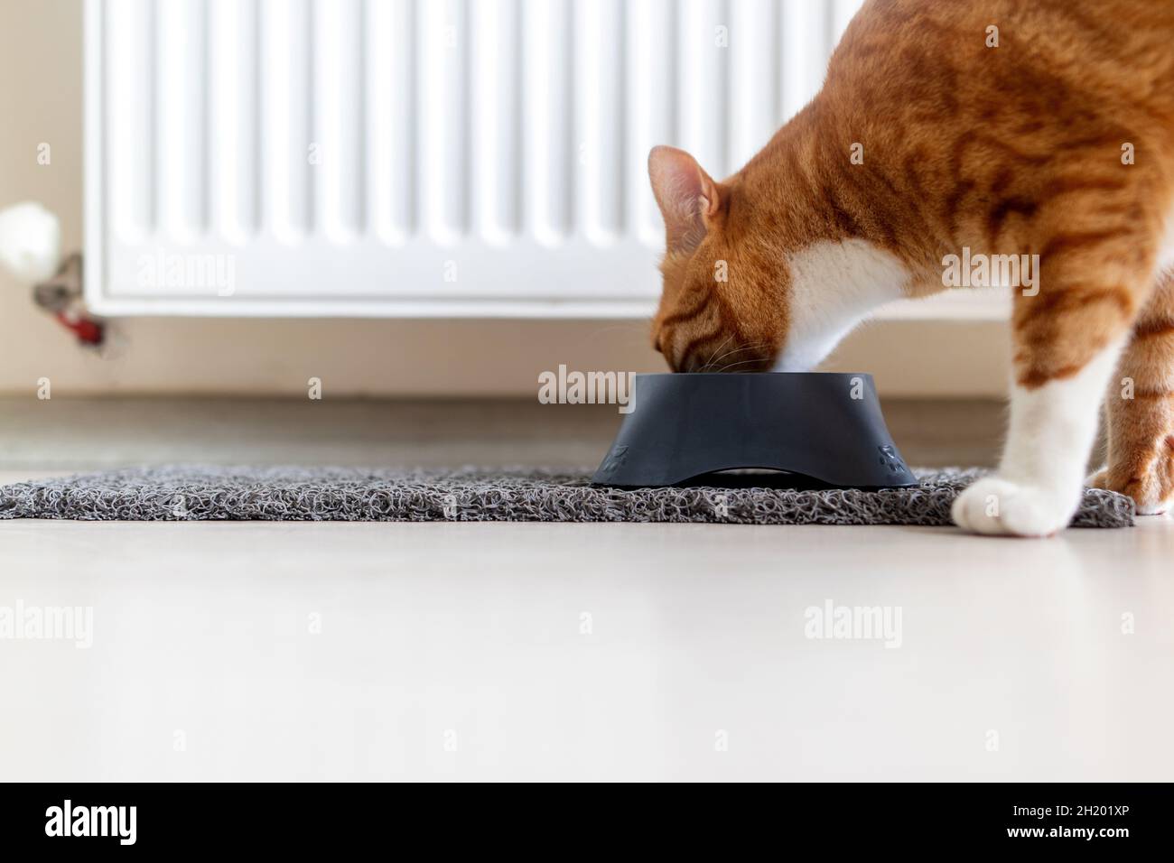 Il gatto si alimenta a casa. Messa a fuoco selettiva Foto Stock