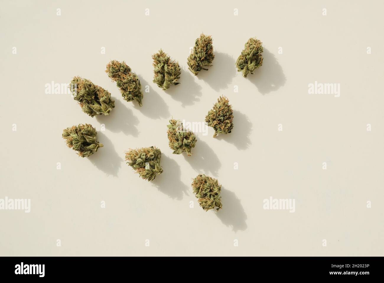 Marijuana germogli primo piano. Cannabis CBD medicinale, fioritura secca su sfondo avorio. Attività ricreative alle erbacce, vista dall'alto, piatto. Foto Stock