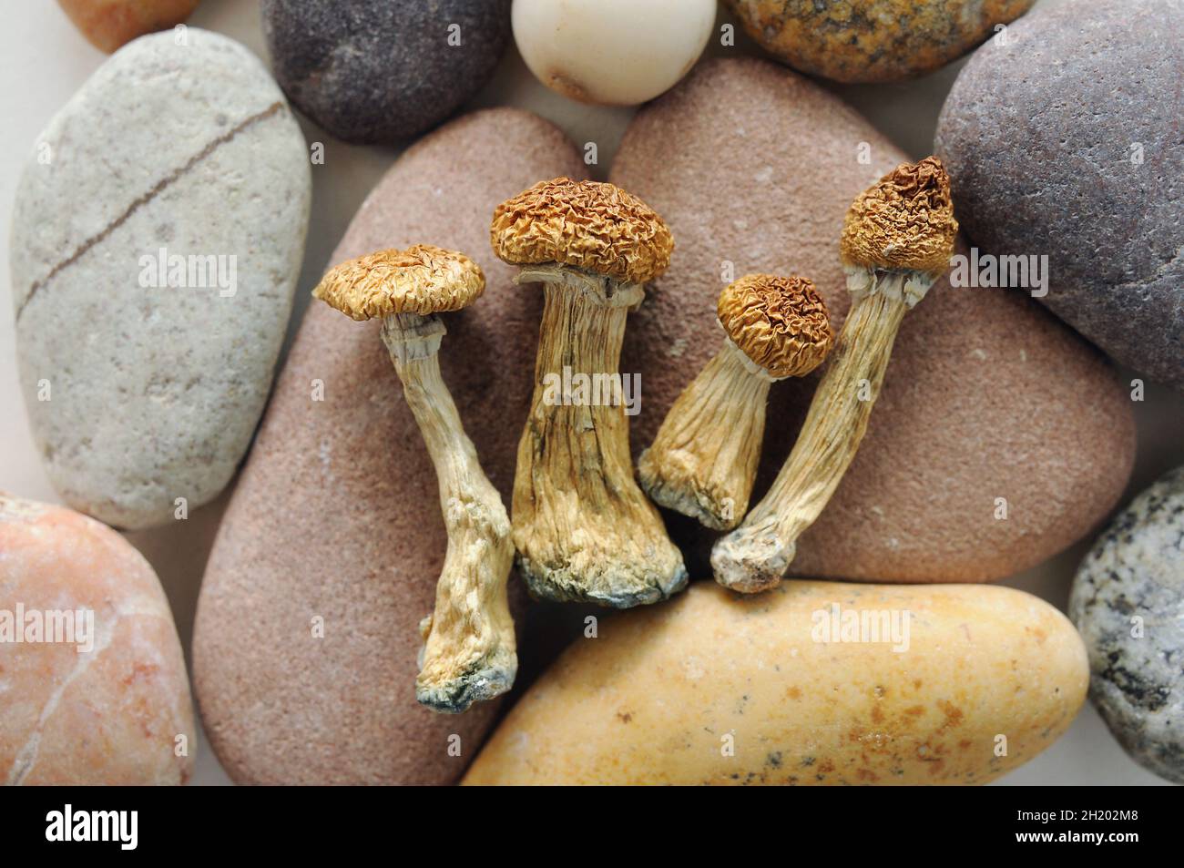 Macro vista di Psilocibe Cubensis Psilocibin secchi funghi e ciottoli di mare. Scudoni magici Maestro d'oro. Ispirazione psichedelica. Erbe naturali il Foto Stock