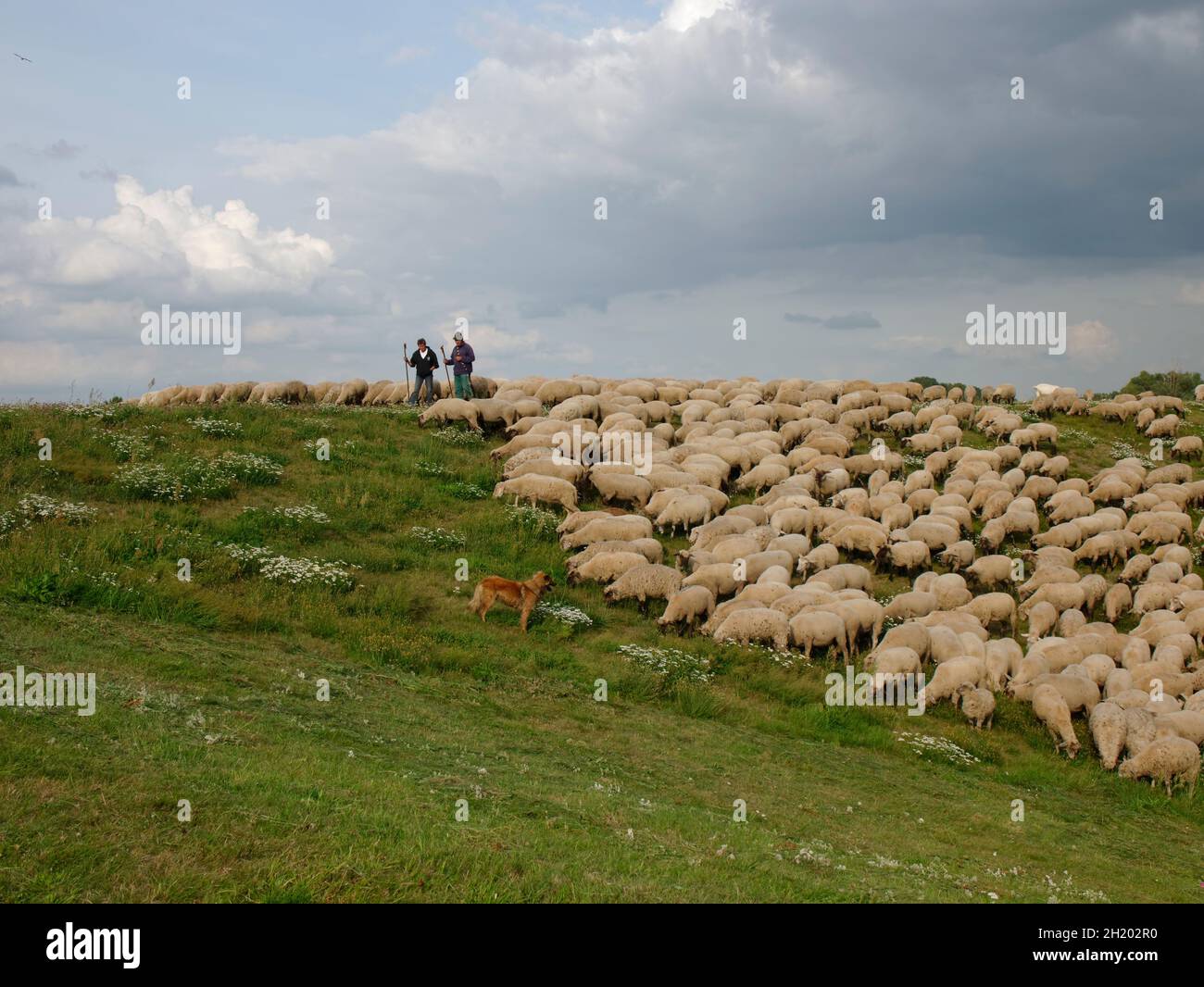 Gregge di pecore, sorvegliato da due pastori e un cane da pastore che pascolano su una diga del fiume Elba vicino a Tepe, Elbmarsch, Niedersachsen, Germania. Foto Stock