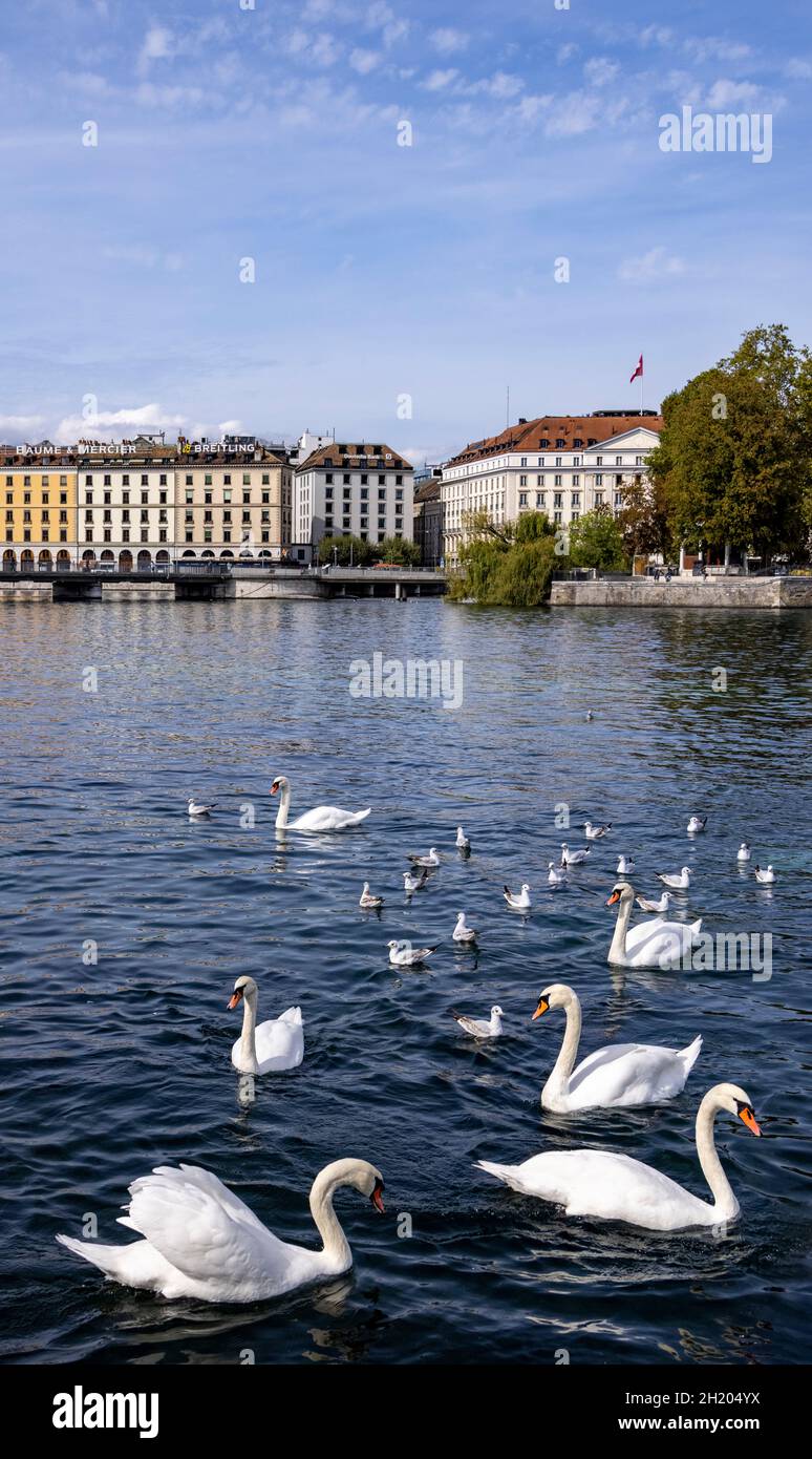 Cigni e gabbiani di fronte agli edifici di Quai des Bergues, Ginevra, Svizzera Foto Stock