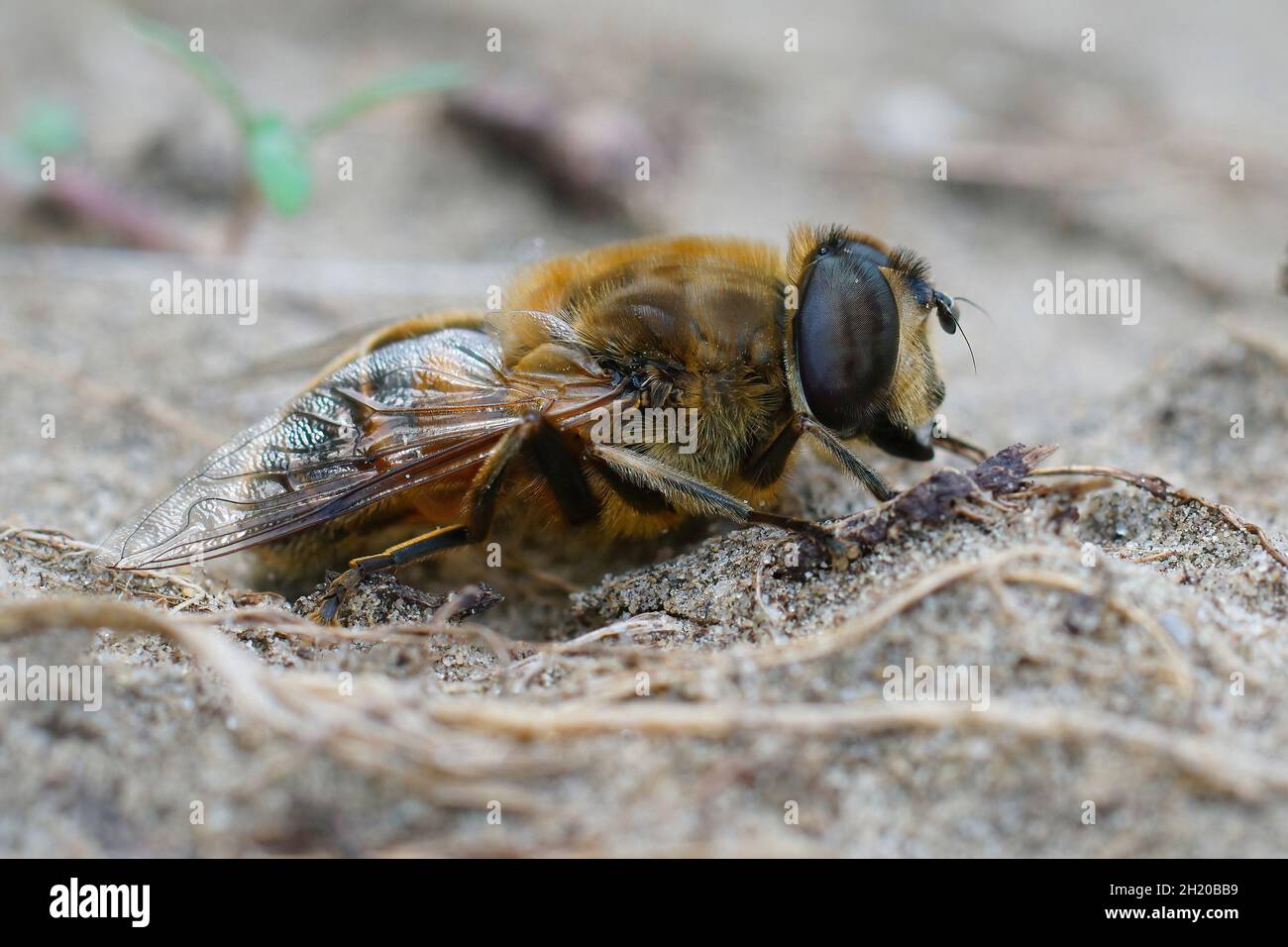 La mosca del drone, Eristalis tenax, è spesso sbagliata per essere un'ape  Foto stock - Alamy